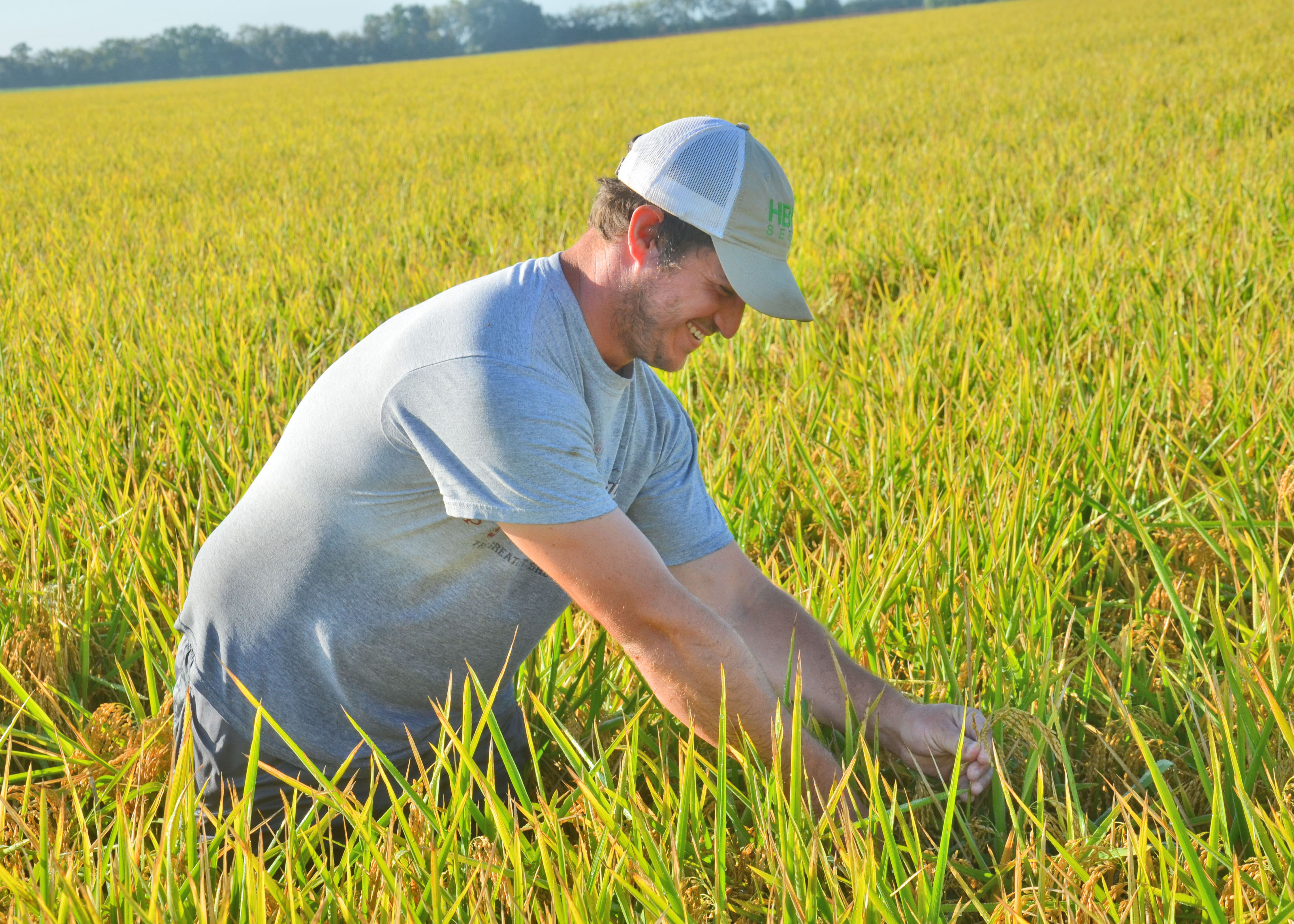 Hybrid and Variety Trials Help Sustain Louisiana Agriculture